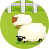 Schafe zählen