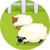 Schafe zählen